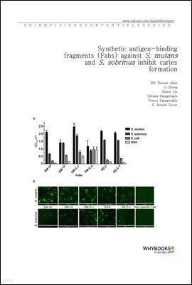 Synthetic antigen-binding fragments (Fabs) against S. mutans and S. sobrinus inhibit caries formation