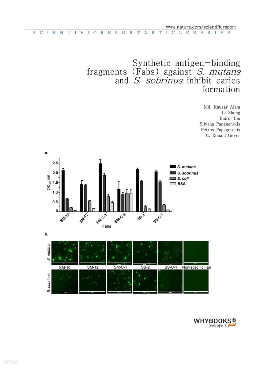 Synthetic antigen-binding fragments (Fabs) against S. mutans and S. sobrinus inhibit caries formation