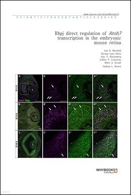 Rbpj direct regulation of Atoh7 transcription in the embryonic mouse retina