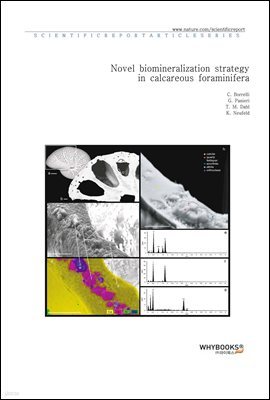 Novel biomineralization strategy in calcareous foraminifera