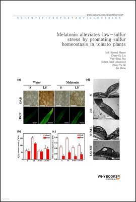 Melatonin alleviates low-sulfur stress by promoting sulfur homeostasis in tomato plants