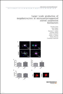 Large-scale production of megakaryocytes in microcarrier-supported stirred suspension bioreactors