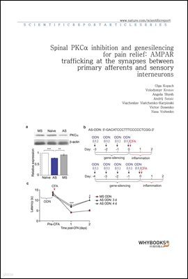 Spinal PKC inhibition and gene-silencing for pain relief AMPAR trafficking at the synapses between primary afferents and sensory interneurons