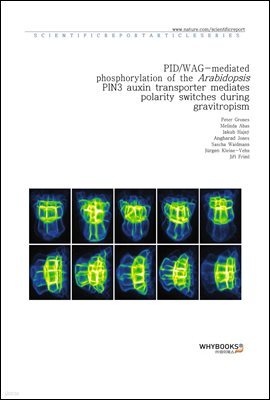 PIDWAG-mediated phosphorylation of the Arabidopsis PIN3 auxin transporter mediates polarity switches during gravitropism