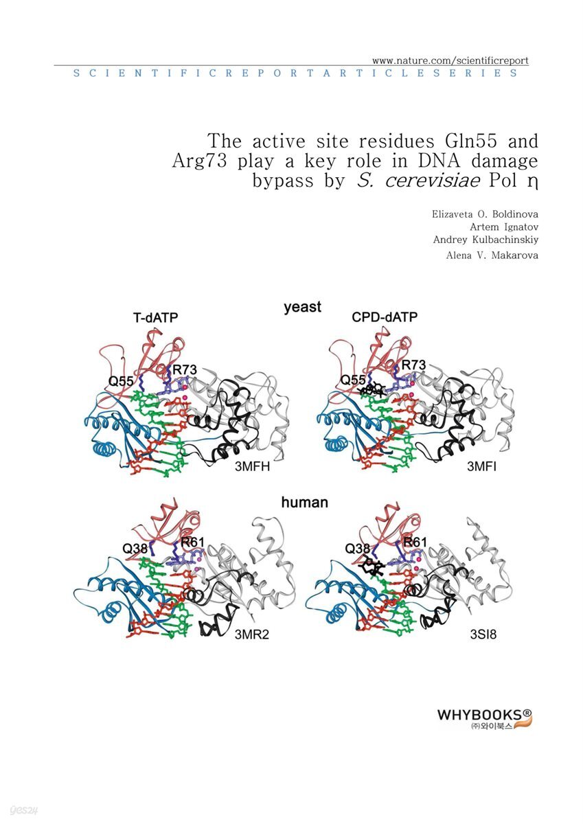 The active site residues Gln55 and Arg73 play a key role in DNA damage bypass by S. cerevisiae Pol η