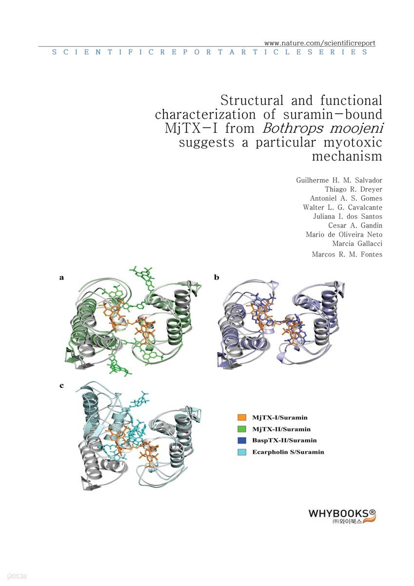 Structural and functional characterization of suramin-bound MjTX-I from Bothrops moojeni suggests a particular myotoxic mechanism