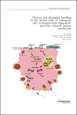 Glucose and glutamine handling in the Sertoli cells of transgenic rats overexpressing regucalcin plasticity towards lactate production