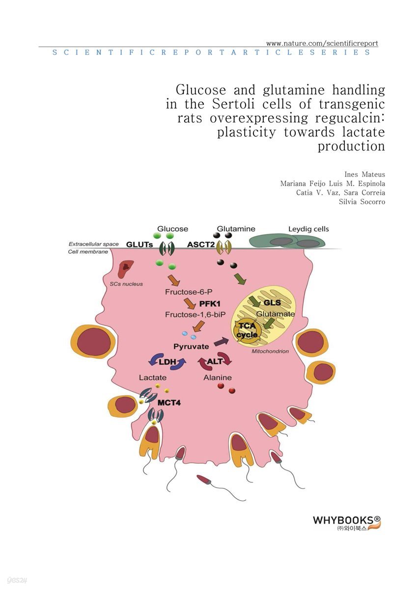 Glucose and glutamine handling in the Sertoli cells of transgenic rats overexpressing regucalcin plasticity towards lactate production