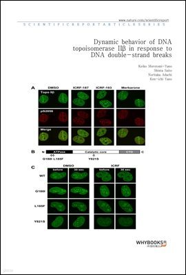 Dynamic behavior of DNA topoisomerase II in response to DNA double-strand breaks