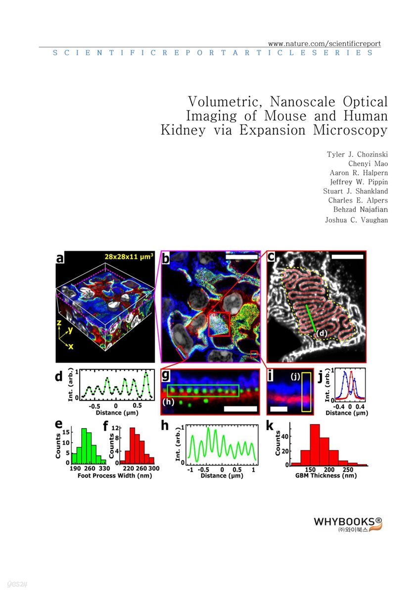 [전자책] Volumetric, Nanoscale Optical Imaging of Mouse and Human Kidney