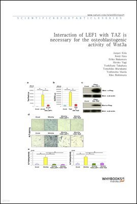 Interaction of LEF1 with TAZ is necessary for the osteoblastogenic activity of Wnt3a