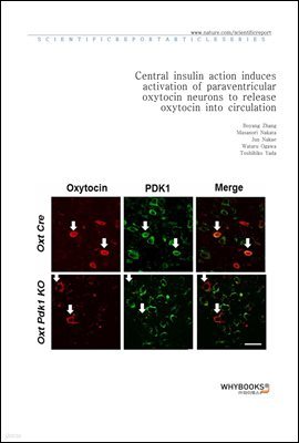 Central insulin action induces activation of paraventricular oxytocin neurons to release oxytocin into circulation