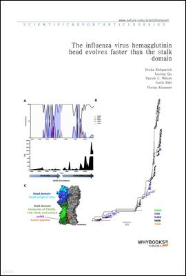 The influenza virus hemagglutinin head evolves faster than the stalk domain