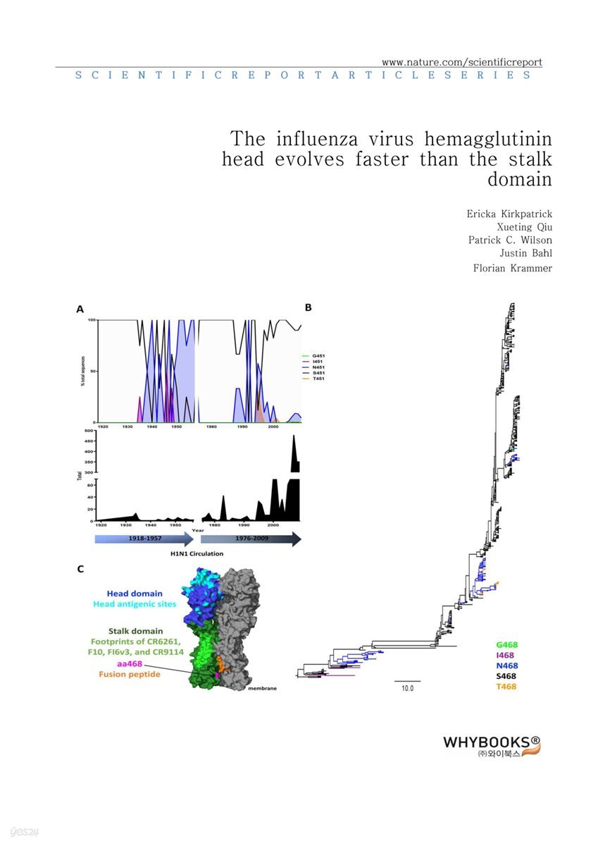 The influenza virus hemagglutinin head evolves faster than the stalk domain