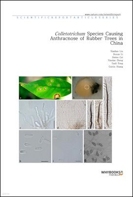 Colletotrichum Species Causing Anthracnose of Rubber Trees in China