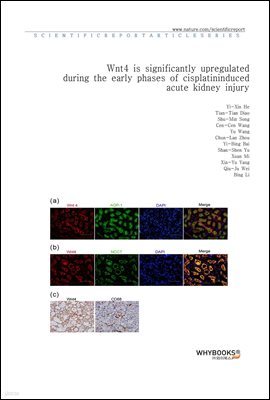 Wnt4 is significantly upregulated during the early phases of cisplatin-induced acute kidney injury