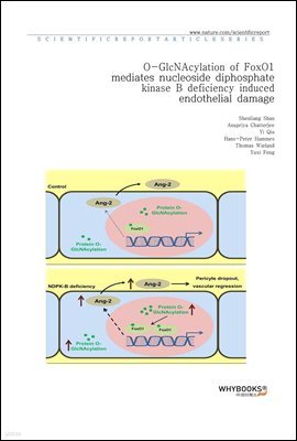 O-GlcNAcylation of FoxO1 mediates nucleoside diphosphate kinase B deficiency induced endothelial damage