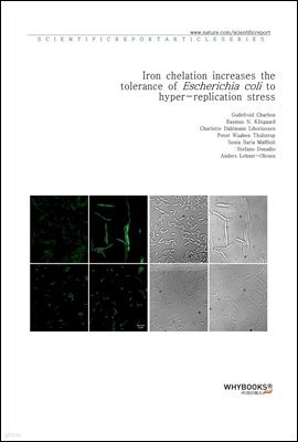 Iron chelation increases the tolerance of Escherichia coli to hyper-replication stress