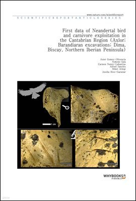 First data of Neandertal bird and carnivore exploitation in the Cantabrian Region (Axlor; Barandiaran excavations; Dima, Biscay, Northern Iberian Peninsula)