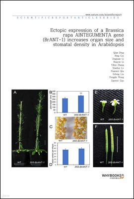 Ectopic expression of a Brassica rapa AINTEGUMENTA gene (BrANT-1) increases organ size and stomatal density in Arabidopsis