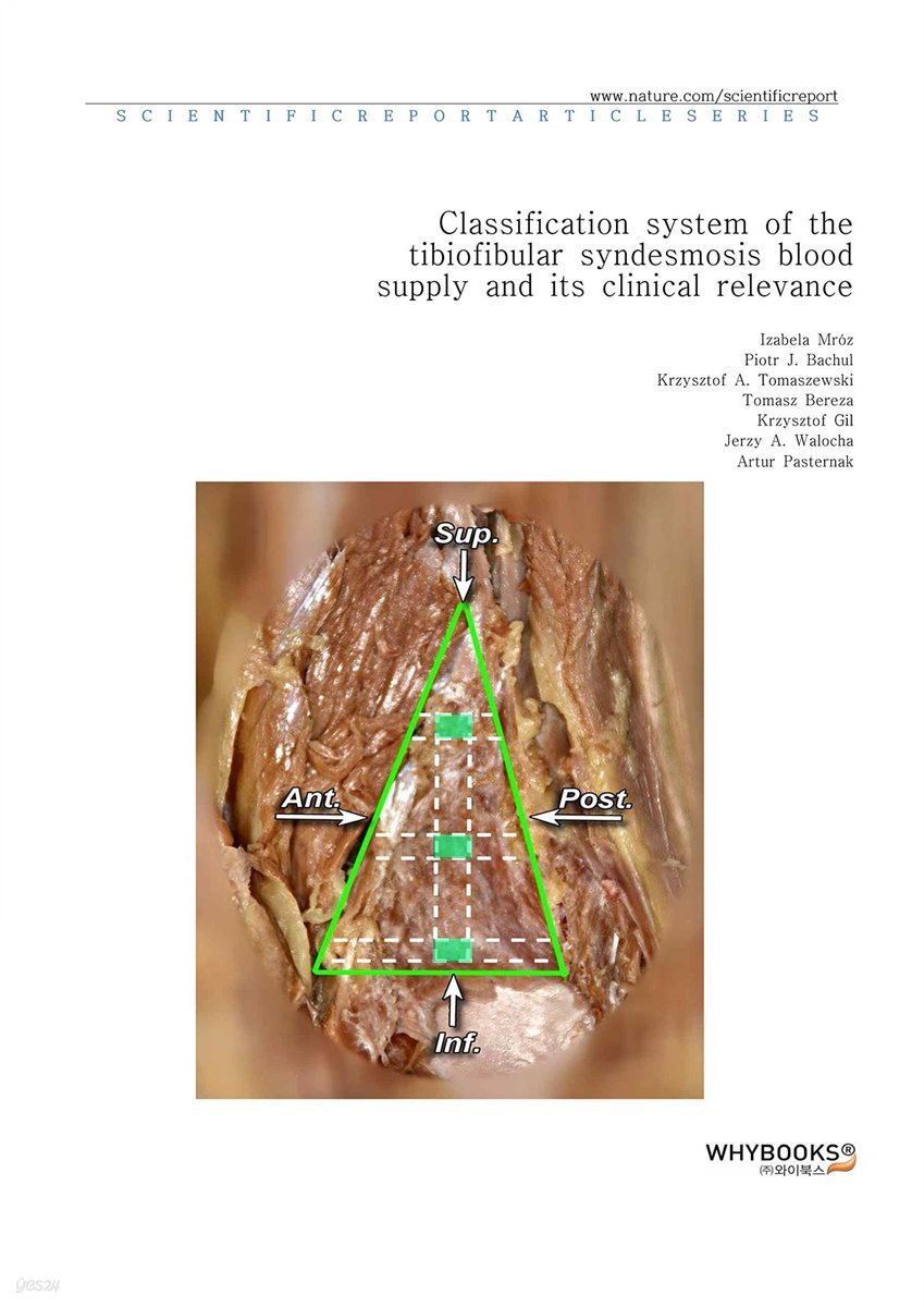 Classification system of the tibiofibular syndesmosis blood supply and its clinical relevance