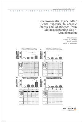 Cerebrovascular Injury After Serial Exposure to Chronic Stress and Abstinence from Methamphetamine Self-Administration