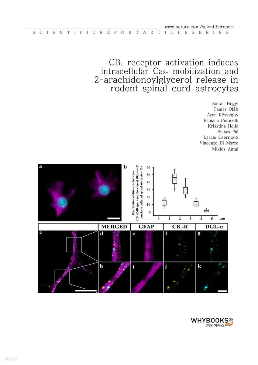 CB1 receptor activation induces intracellular Ca2+ mobilization and 2-arachidonoylglycerol release in rodent spinal cord astrocytes