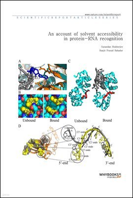 An account of solvent accessibility in protein-RNA recognition