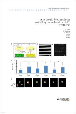 A protonic biotransducer controlling mitochondrial ATP synthesis