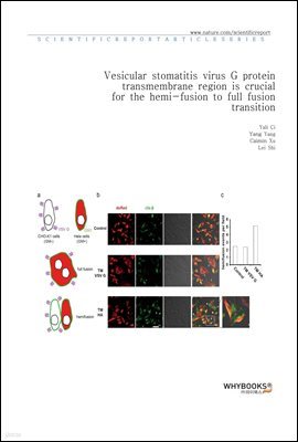 Vesicular stomatitis virus G protein transmembrane region is crucial for the hemi-fusion to full fusion transition