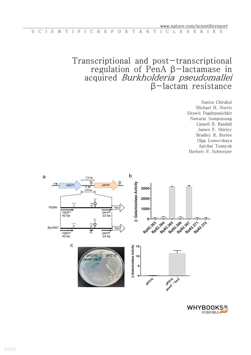 Transcriptional and post-transcriptional regulation of PenA β-lactamase in acquired Burkholderia pseudomallei β-lactam resistance