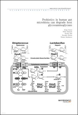 Probiotics in human gut microbiota can degrade host glycosaminoglycans