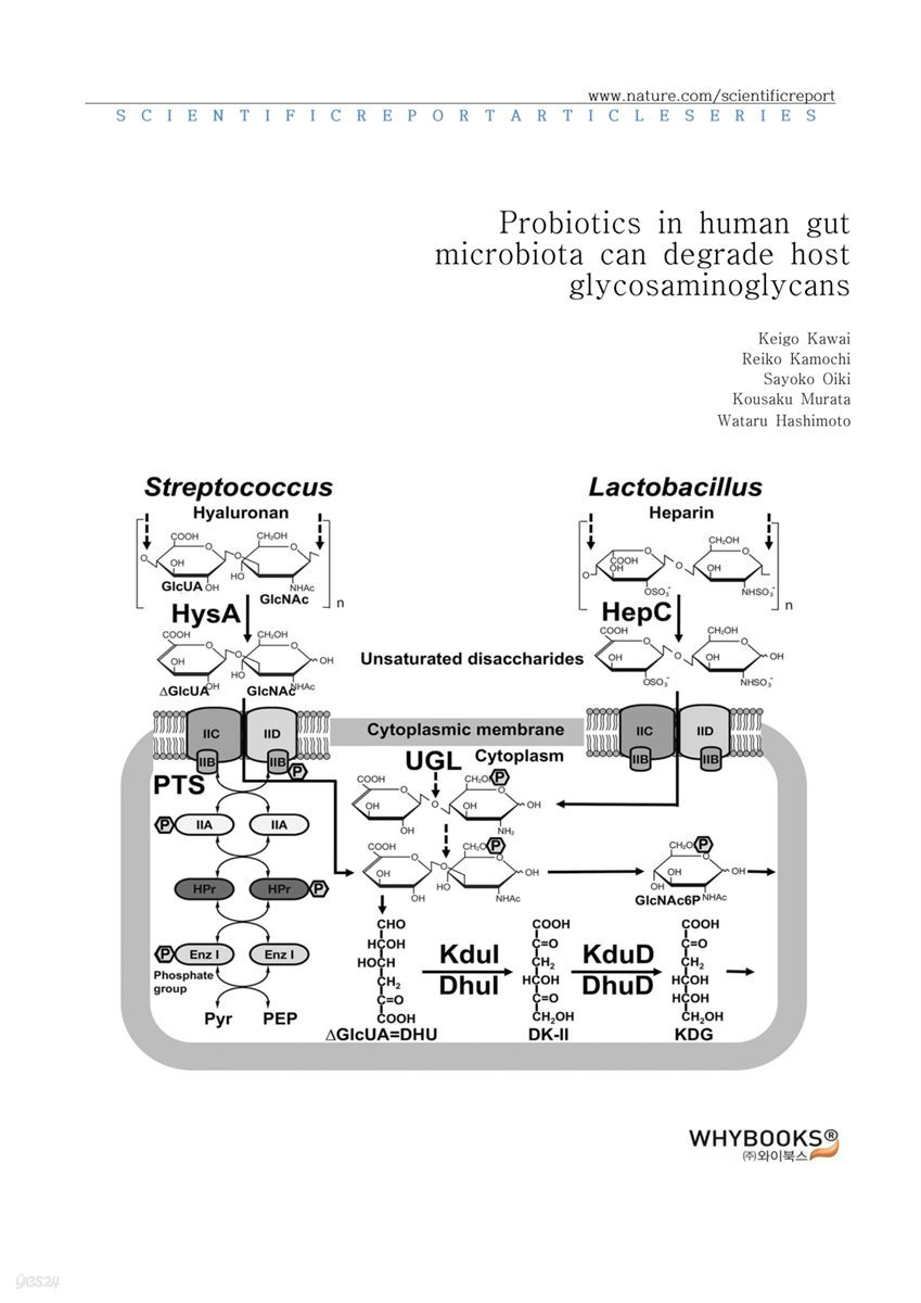 Probiotics in human gut microbiota can degrade host glycosaminoglycans