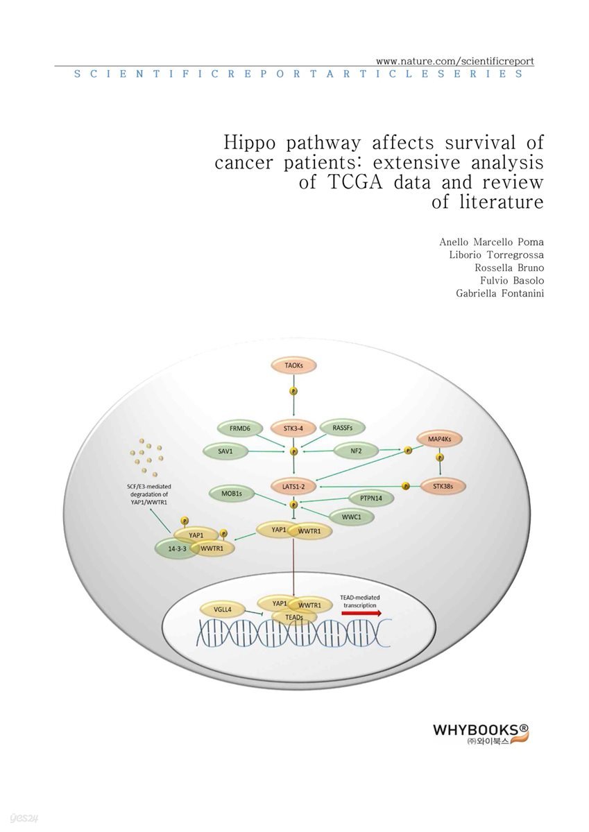 Hippo pathway affects survival of cancer patients extensive analysis of TCGA data and review of literature