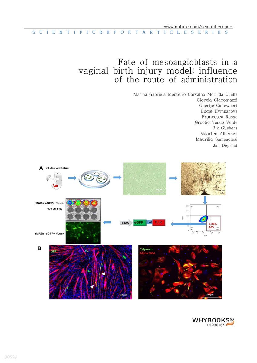Fate of mesoangioblasts in a vaginal birth injury model influence of the route of administration