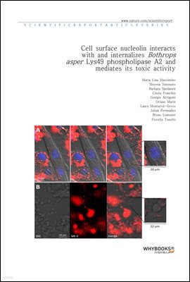 Cell surface nucleolin interacts with and internalizes Bothrops asper Lys49 phospholipase A2 and mediates its toxic activity