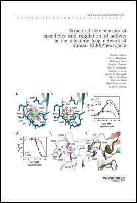 Structural determinants of specificity and regulation of activity in the allosteric loop network of human KLK8neuropsin
