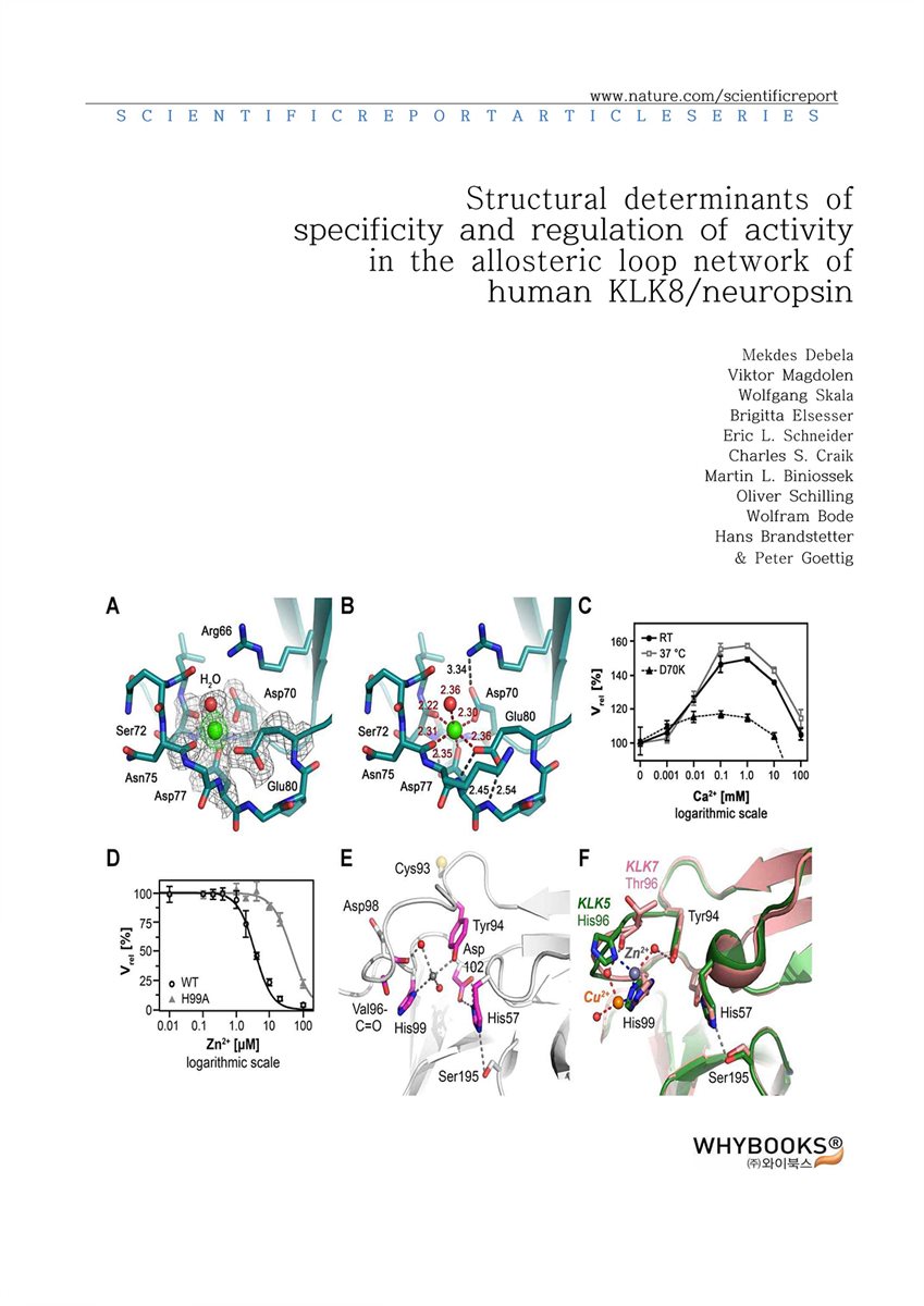 Structural determinants of specificity and regulation of activity in the allosteric loop network of human KLK8neuropsin