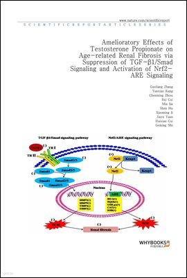 Amelioratory Effects of Testosterone Propionate on Age-related Renal Fibrosis via Suppression of TGF-1Smad Signaling and Activation of Nrf2-ARE Signaling