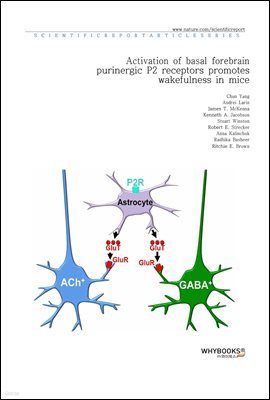 Activation of basal forebrain purinergic P2 receptors promotes wakefulness in mice