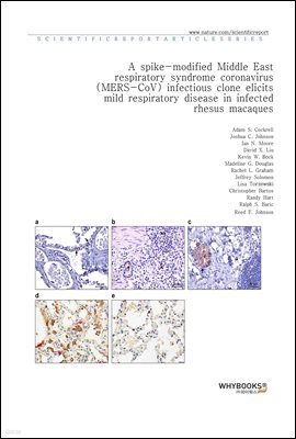 A spike-modified Middle East respiratory syndrome coronavirus (MERS-CoV) infectious clone elicits mild respiratory disease in infected rhesus macaques