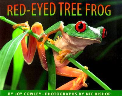 Red-Eyed Tree Frog