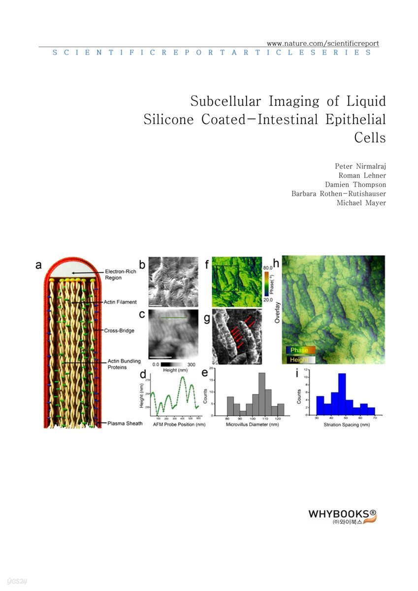 Subcellular Imaging of Liquid Silicone Coated-Intestinal Epithelial Cells