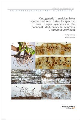 Ontogenetic transition from specialized root hairs to specific root-fungus symbiosis in the dominant Mediterranean seagrass Posidonia oceanica