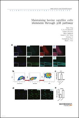 Maintaining bovine satellite cells stemness through p38 pathway