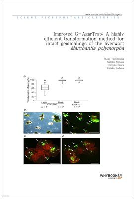 Improved G-AgarTrap A highly efficient transformation method for intact gemmalings of the liverwort Marchantia polymorpha