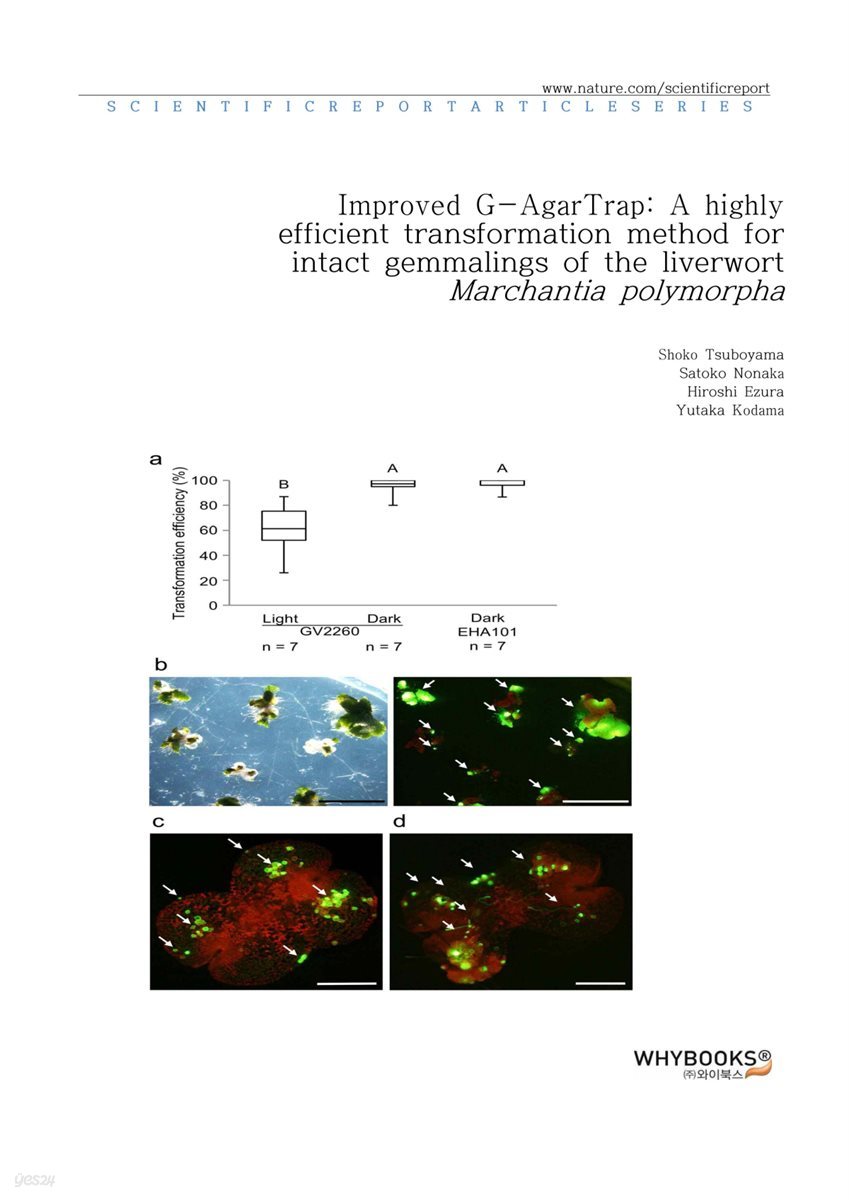 Improved G-AgarTrap A highly efficient transformation method for intact gemmalings of the liverwort Marchantia polymorpha