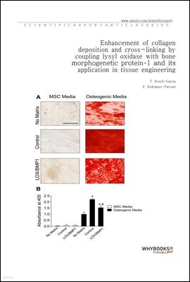 Enhancement of collagen deposition and cross-linking by coupling lysyl oxidase with bone morphogenetic protein-1 and its application in tissue engineering