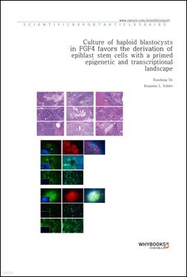 Culture of haploid blastocysts in FGF4 favors the derivation of epiblast stem cells with a primed epigenetic and transcriptional landscape