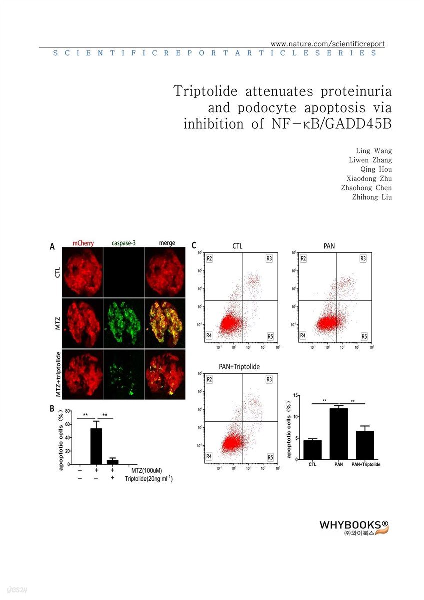 Triptolide attenuates proteinuria and podocyte apoptosis via inhibition of NF-κBGADD45B